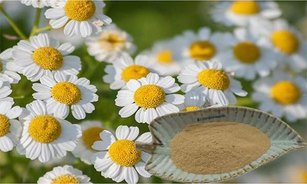 Feverfew Extract Powder