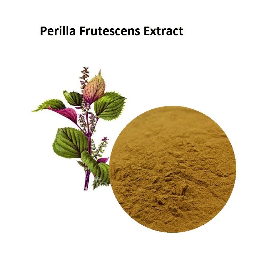 Perilla Frutescens Extract Powder
