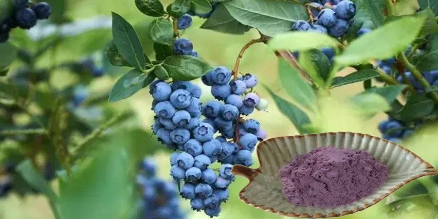 Blueberry Juice Powder