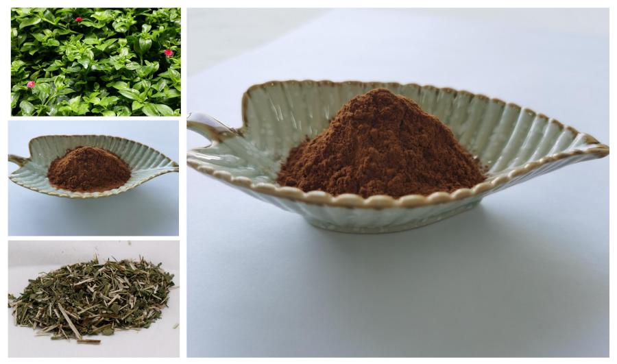 Andrographis Extract ,Andrographolide Powder