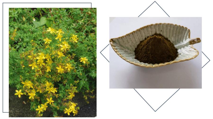 Hypericum Perforatum Extract,0.3% Hypericins
