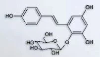Polygonum Multiflorum Extract