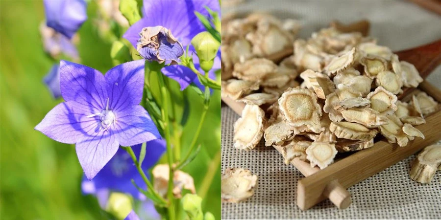 Platycodon Grandiflorum Root Extract Platycodon Grandiflorum Root Extract